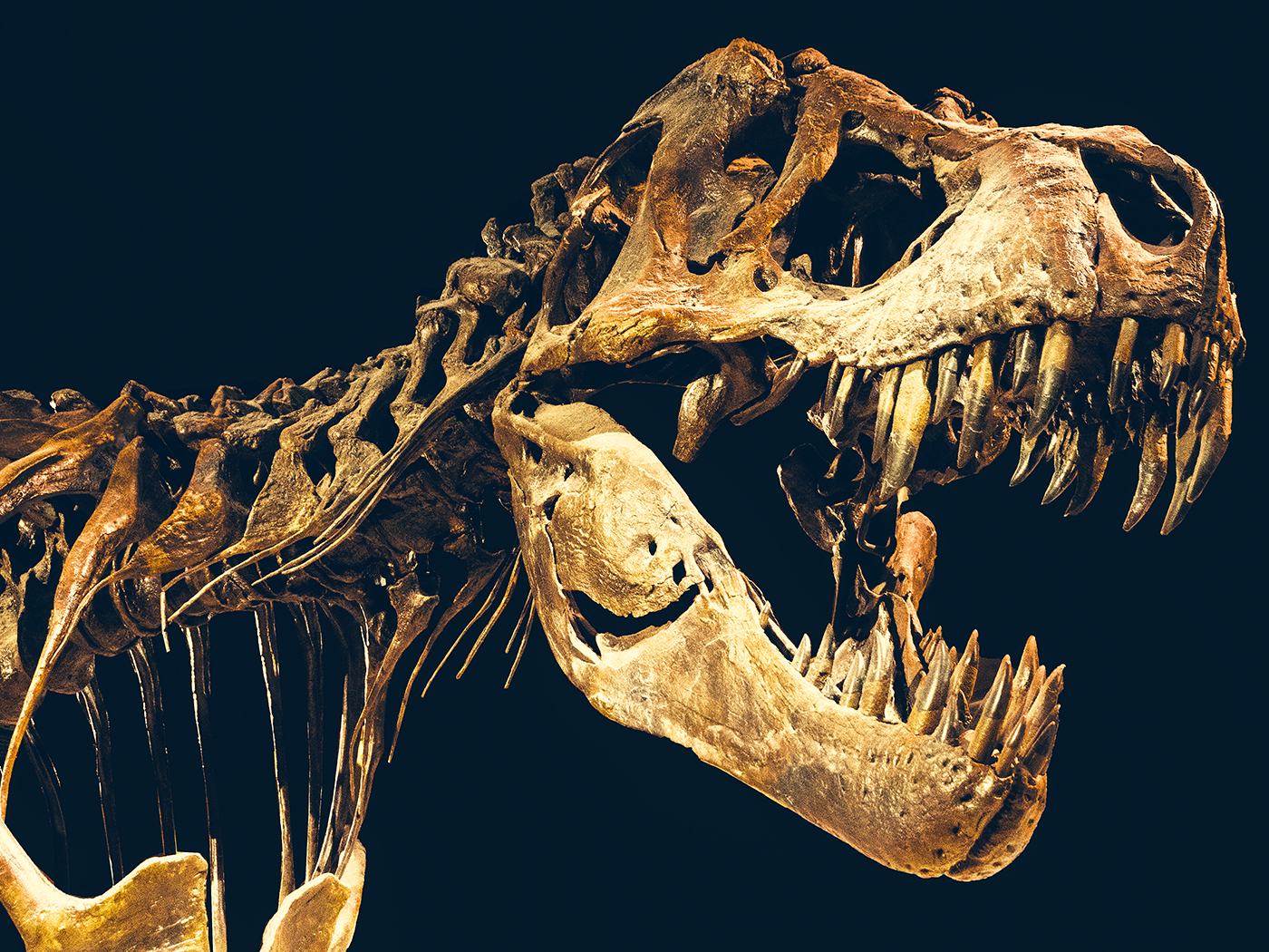 dinosaur t rex fossils